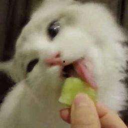 吃瓜少女猫娱乐,揭秘娱乐圈幕后故事